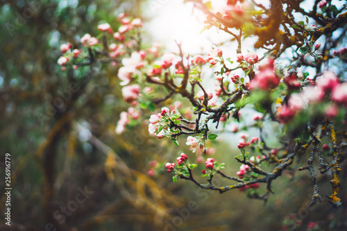 pink blossom tree on background sun flare in green spring garden, beautiful romantic flowers in nature for card clean space for text, blooming bud flora outdoor springtime concept
