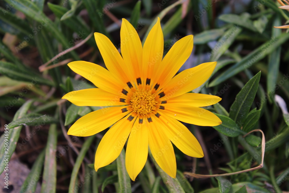 FLOR FLOR