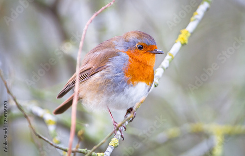 A European robin (Erithacus rubecula) perches on a branch in Shropshire, England. © Kevin