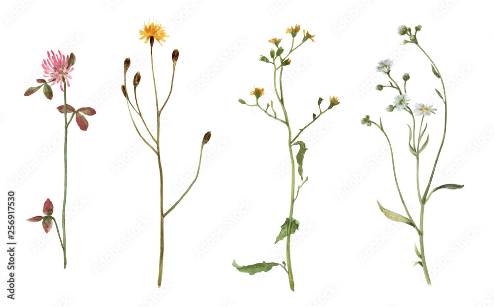 Set of watercolor meadow plants isolated on white background. Field flowers. Watercolor hand drawn illustration. 