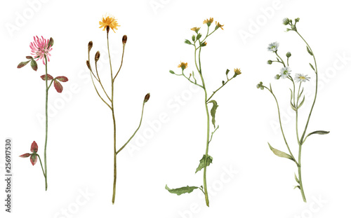 Set of watercolor meadow plants isolated on white background. Field flowers. Watercolor hand drawn illustration. 