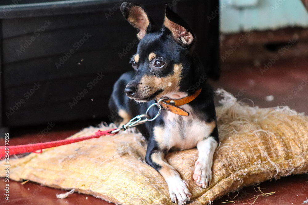 Fototapeta premium cachorro pequeno
