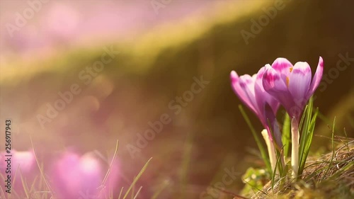 4k footage of fairytale sunlight on spring flower crocus. View of magic blooming spring flowers crocus growing in wildlife. Majestic colors of spring flower crocus