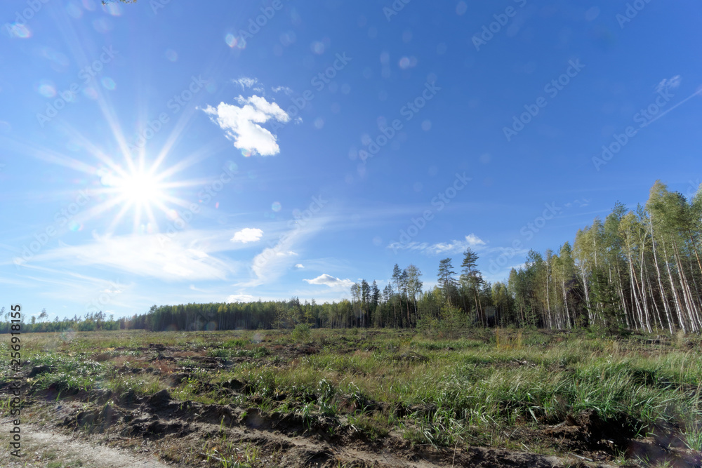 Obraz premium A field with grass that started to turn yellow and woods. Bright Sun in the frame. Glare.