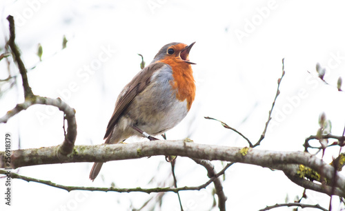 A European robin (Erithacus rubecula) sings while perched on a branch in Shropshire, England.