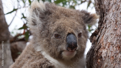 Portrait de Koala