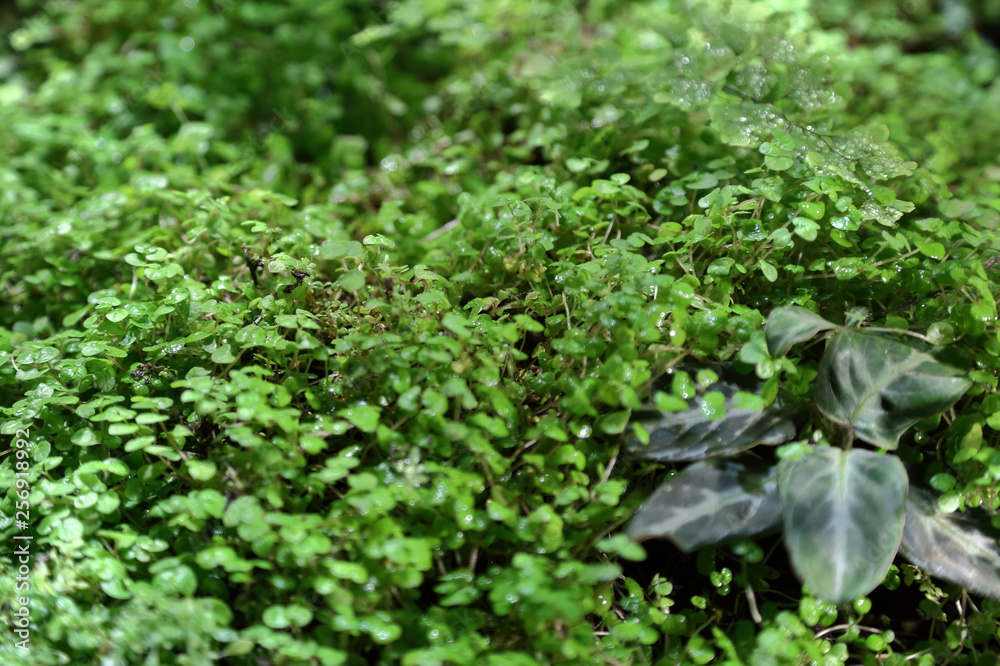 Thickets of miniature green plants in the northern territories Thickets of miniature green plants in the northern territories