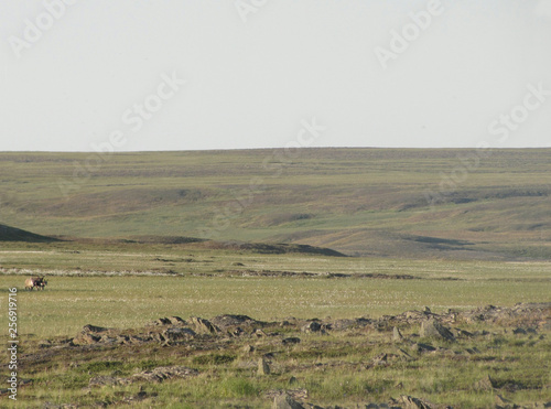 Tundra in the summer. Photo of a view of nature in the Ural tundra.