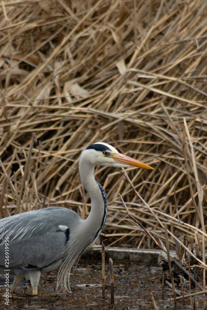 Fototapeta premium Grey heron hunting for fish