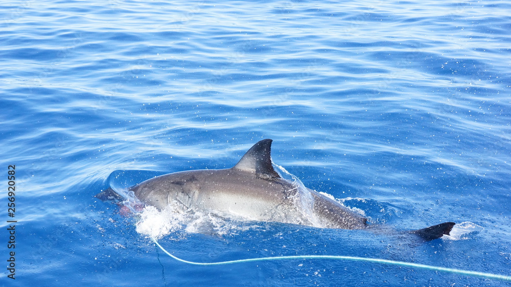 Fototapeta premium Cage diving avec les grands requins blanc australiens