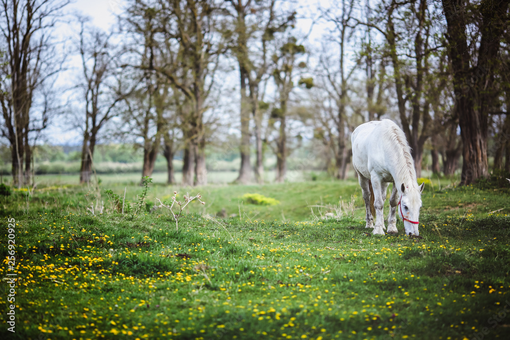 White horse standing in a forest glade with yellow flowers White horse standing in a forest glade with yellow flowers
