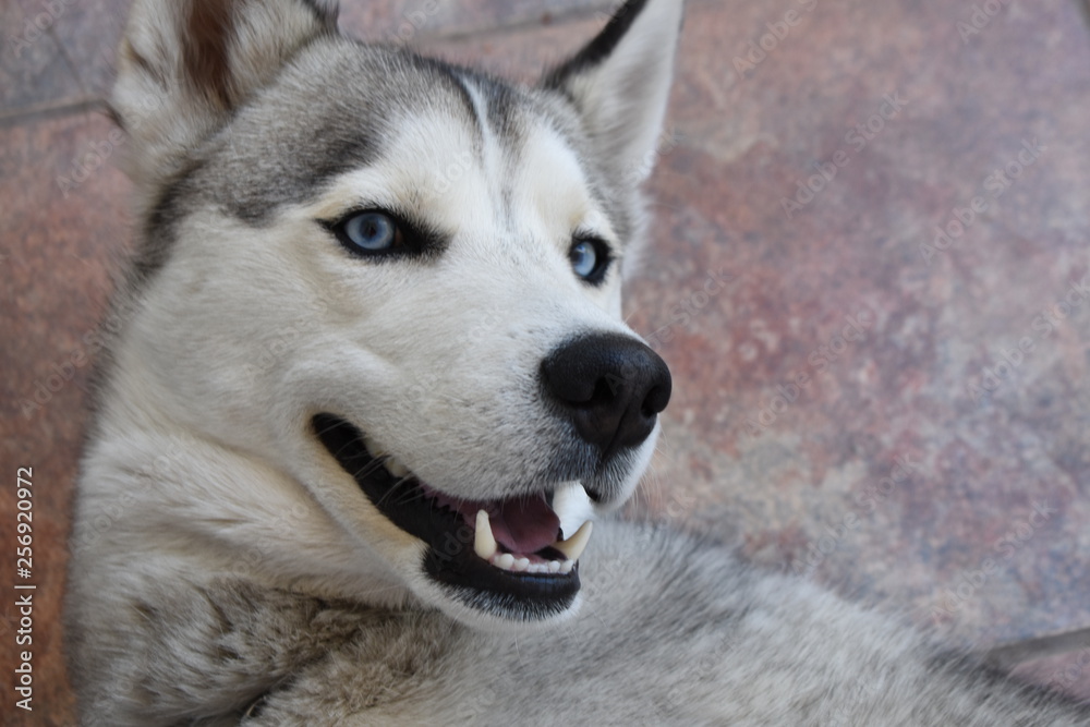 Acercamiento de Huski siberiano con fondo de cerámica café Acercamiento de Huski siberiano con fondo de cerámica café