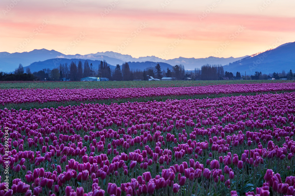 pink tulips in skagit valley, washington state