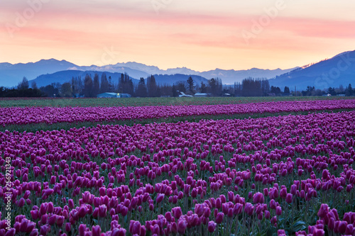 pink tulips in skagit valley, washington state