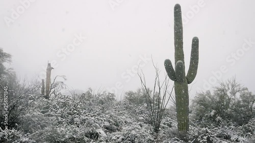 Saguaro cactus in a snowstorm with copy space. Snow flakes fall from a white, winter sky onto arid desert cacti in slow motion. Rare Arizona blizzard signifies climate change and global warming.