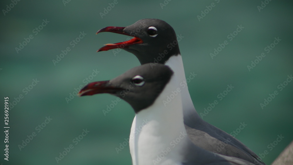 Naklejka premium Two black and white seagulls 