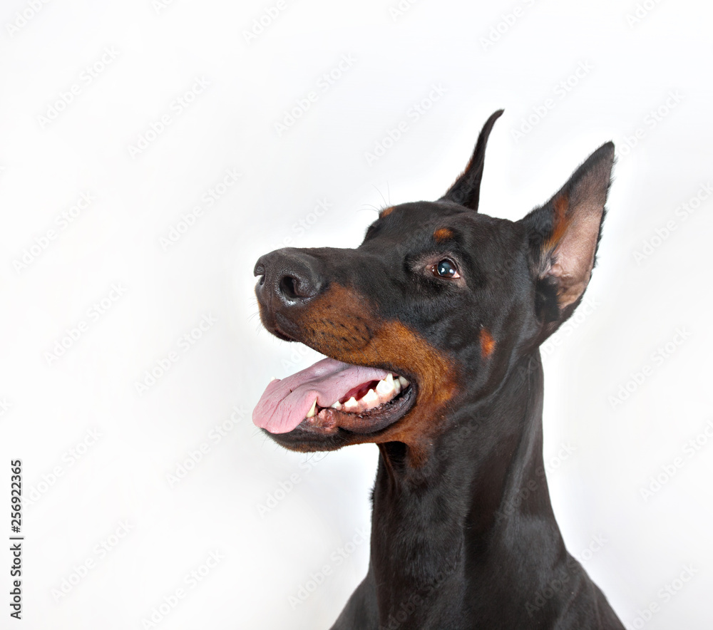 dog breed Doberman pincher portrait on white background in profile