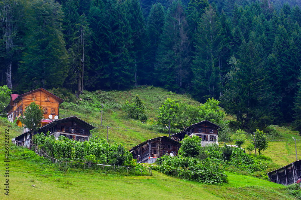Ayder, Camlihemsin, Rize/ Turkey - August,31,2014: Ayder plateau famous touristic place all over the world, wooden cottage houses front pine trees, popular destination for summer tourism
