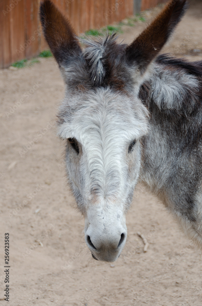 Donkey Stare