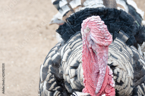 Narragansett Turkey Head Shot photo