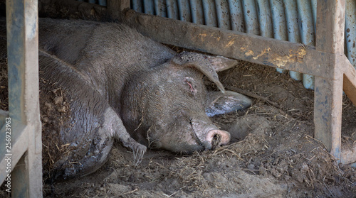 фотографія Happy pig, contented smiling muddy pig sleeping in pig house covered in mud afte