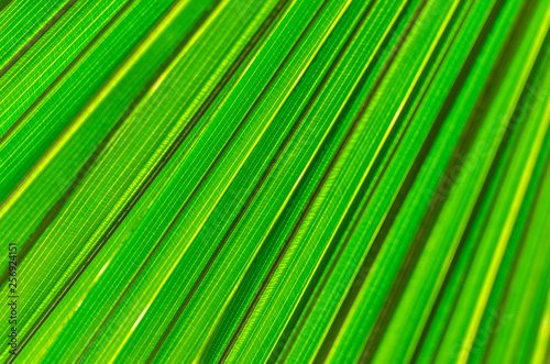 Backlit Palm Fronds Horizontal