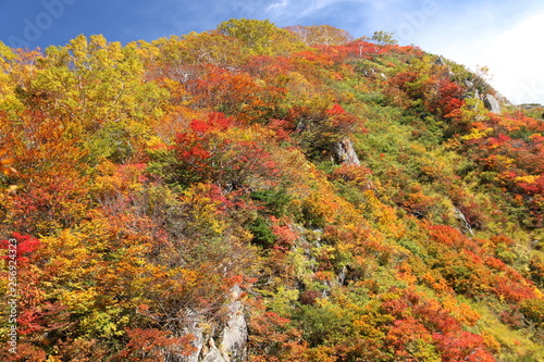 朝日連峰の秋 小朝日岳の紅葉
