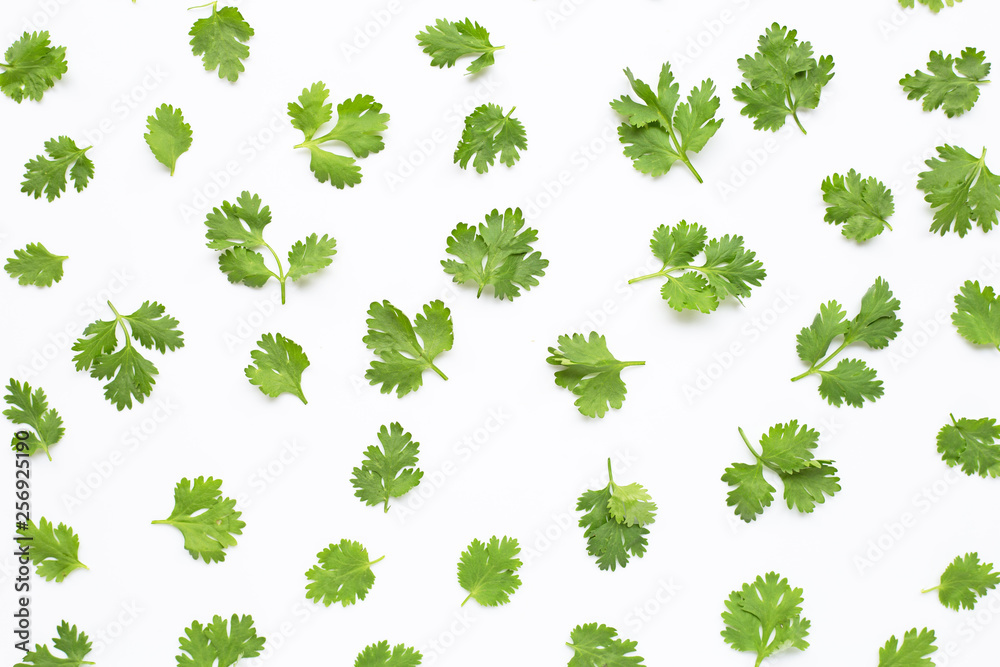 Fresh coriander leaves on white Fresh coriander leaves on white