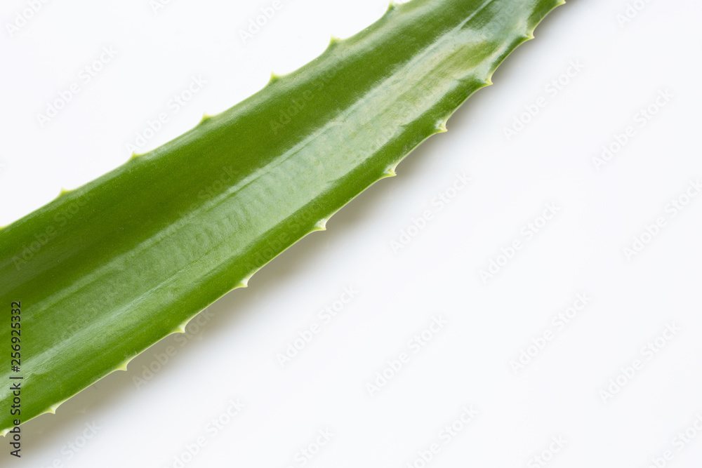 Aloe vera on white Aloe vera on white