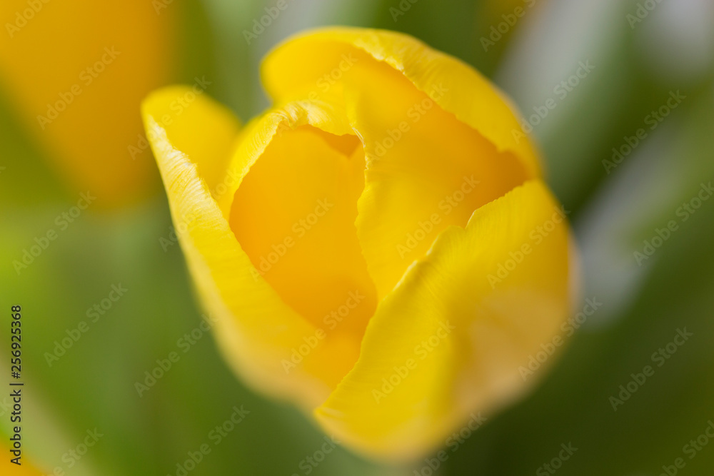 One yellow tulip close-up against a background of green foliage, macro photography of flowers One yellow tulip close-up against a background of green foliage, macro photography of flowers