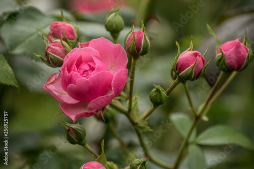 Rose flower closeup. Shallow depth of field. Spring flower of pink roseRose flower closeup. Shallow depth of field. Spring flower of pink rose photo