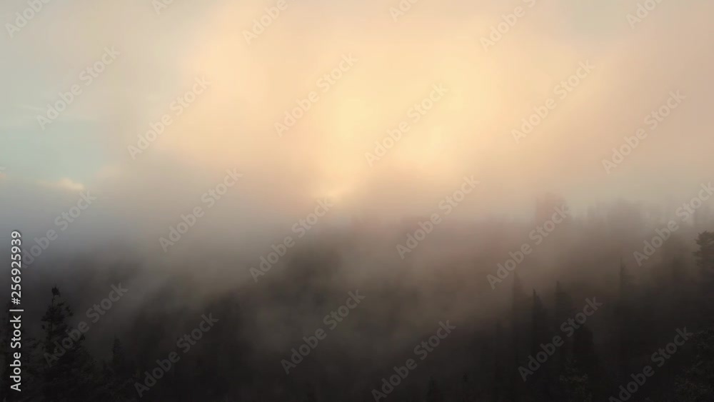 Aerial drone shot of beautiful misty sunlit morning fog above lush forest evergreen landscape