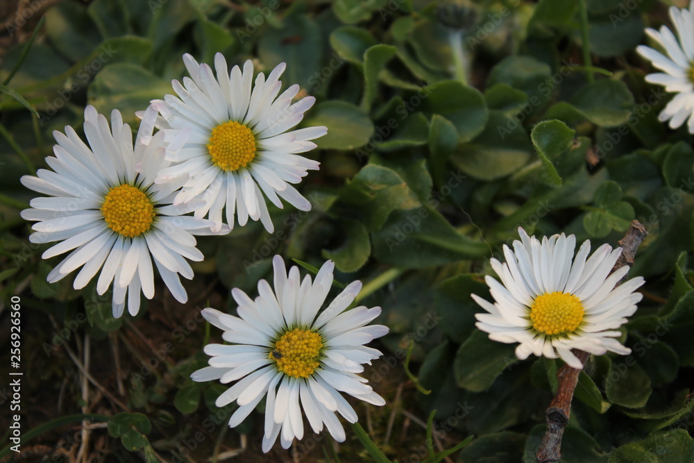 Fototapeta premium Frühlingswiese - Gänseblümchen 