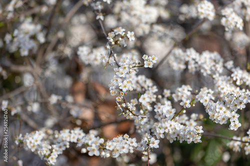 Background from branches of fruit trees with white flowers © Vince Scherer 