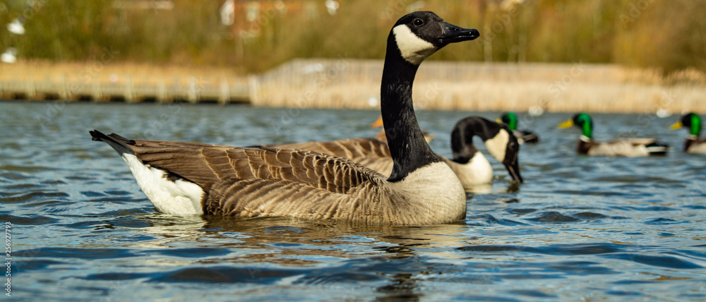 Large Canadian Goose close up at water level Large Canadian Goose close up at water level