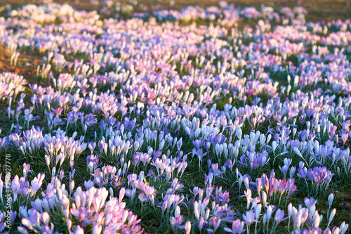 field of purple flowers