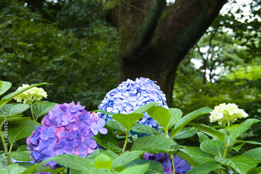 blue flowers in the garden