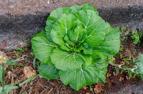 Beautiful Plant Of Pak Choi photo