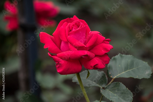 Rose flower closeup. Shallow depth of field. Spring flower of red rose photo