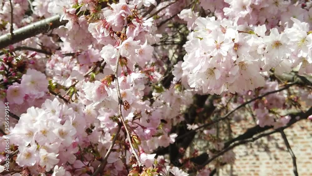 slow motion video of flowers in spring with sun, bees, colors and perfume