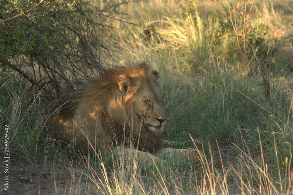 Fototapeta premium Lion