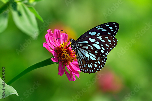 Blue tiger butterfly on a pink zinnia flower with green background