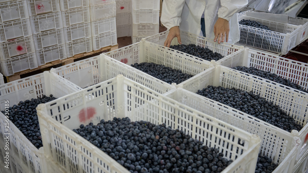 Crates of blueberries, Workers sort blueberries at a packing facility