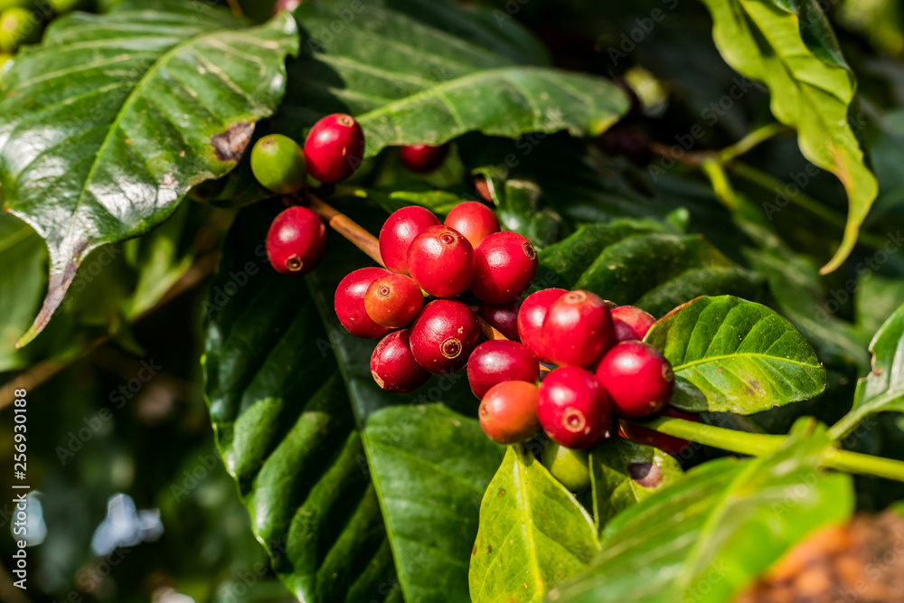 Coffee on tree Arabicas raw and ripe coffee bean in field and sunlight. Coffee on tree Arabicas raw and ripe coffee bean in field and sunlight.