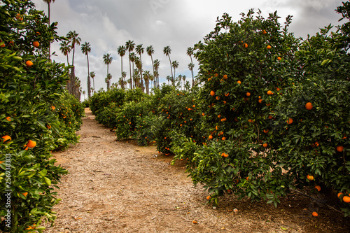 Citrus groves featuring oranges and green leaves