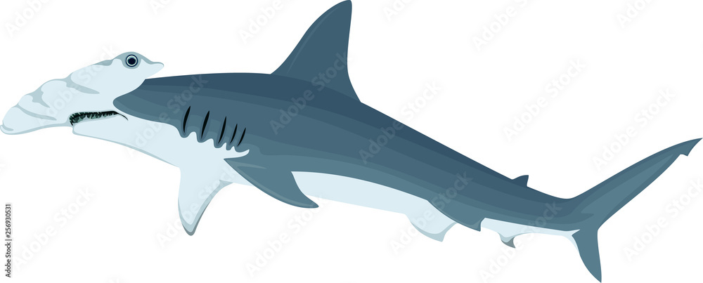 vector hammerhead shark - obrazy, fototapety, plakaty 