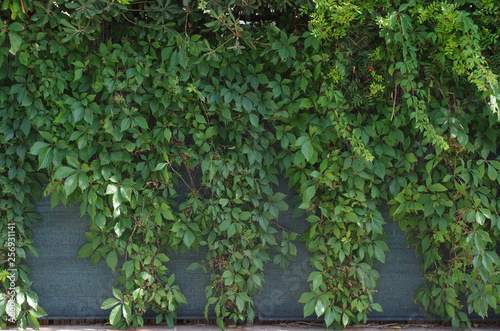 Wall Ivy Photo close-up rendering texture backgound puzzle © arietedorato73