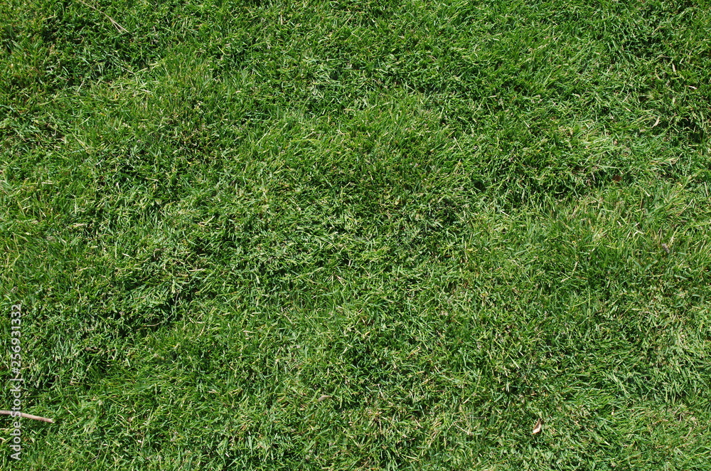 Fototapeta premium Green Meadow Natural Artificial Texture Background Photo