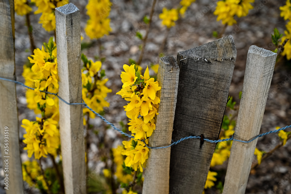 Forsythia Forsythia