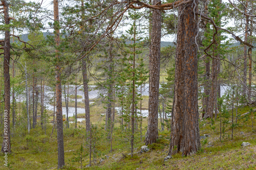 Fototapeta premium View of Lemmenjoki national park, Finland